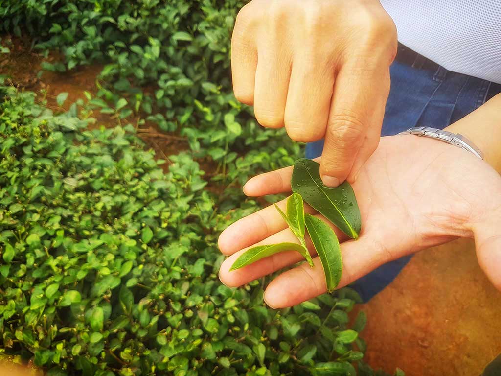 Espirita Tea Farmer Holding Oolong Tea