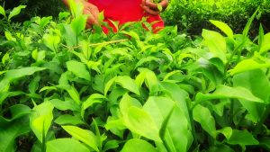 The tea plant in plucking action