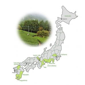 matcha growing regions in Japan