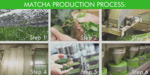 The Steps of Matcha Production